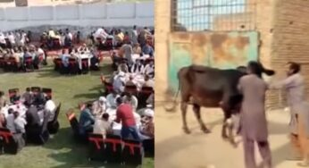 فیصل آباد میں مالک نے گائے سے والہانہ محبت کی مثال قائم کردی