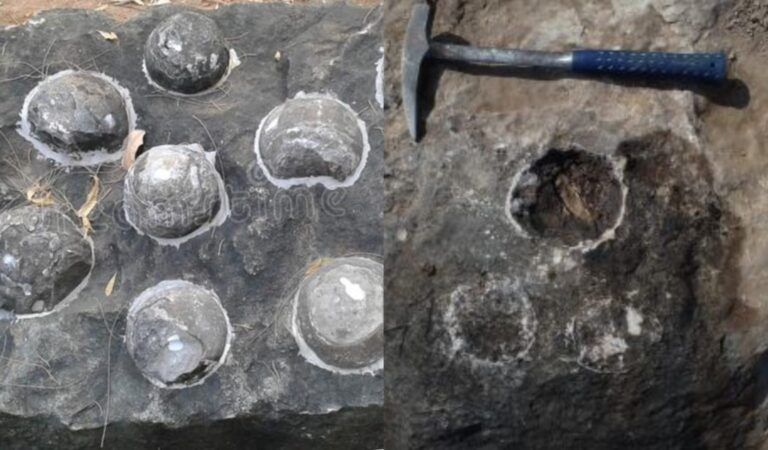 بھارت میں ڈائنوسار کے 250 سے زائد قدیم انڈے دریافت