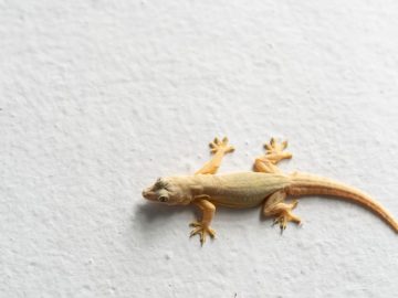 Get Rid Of Lizards At Home